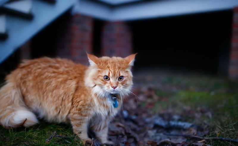 animals, cats, outdoors, blurred
