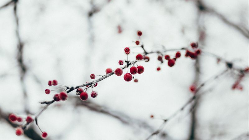 berries, red, frozen, branch, 4k
