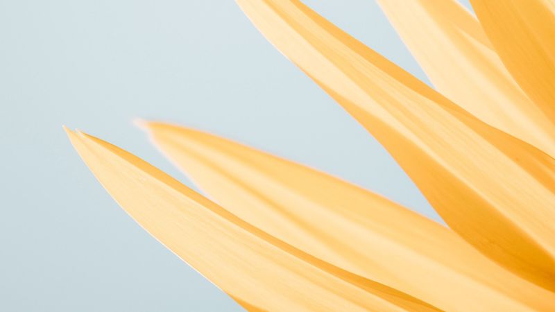 petals, yellow, macro, flower, minimalism, 4k