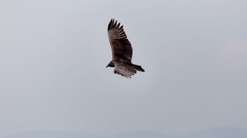 eagle, bird, flight, sky, wings, 4k