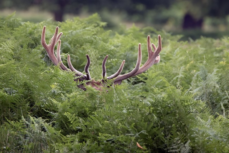 nature, plants, green, animals, deer, antlers, hiding, humor, Bushes