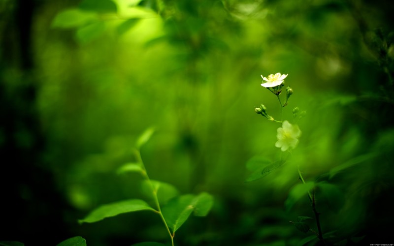 nature, white flowers, green background, plants, flowers