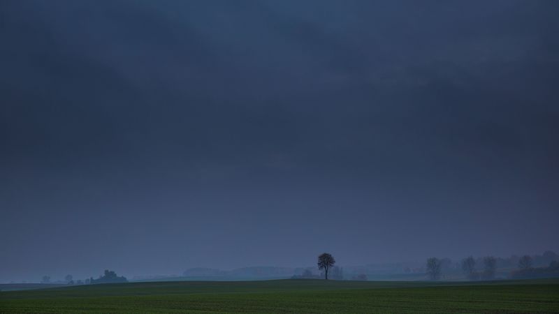 field, tree, fog, landscape, 4k