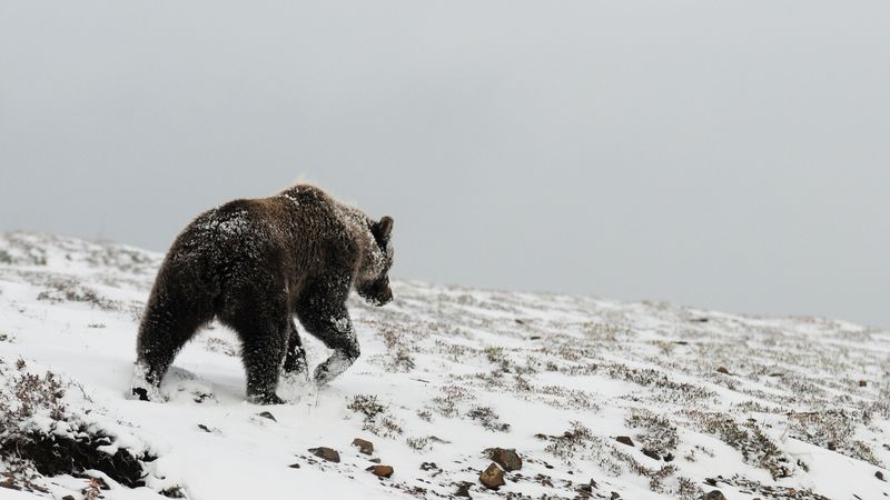 bear, grizzly, winter, snow, north, 4k