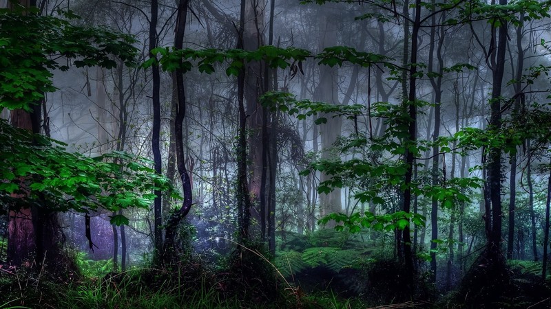 nature, landscape, trees, forest, branch, leaves, morning, mist, plants, grass, ferns