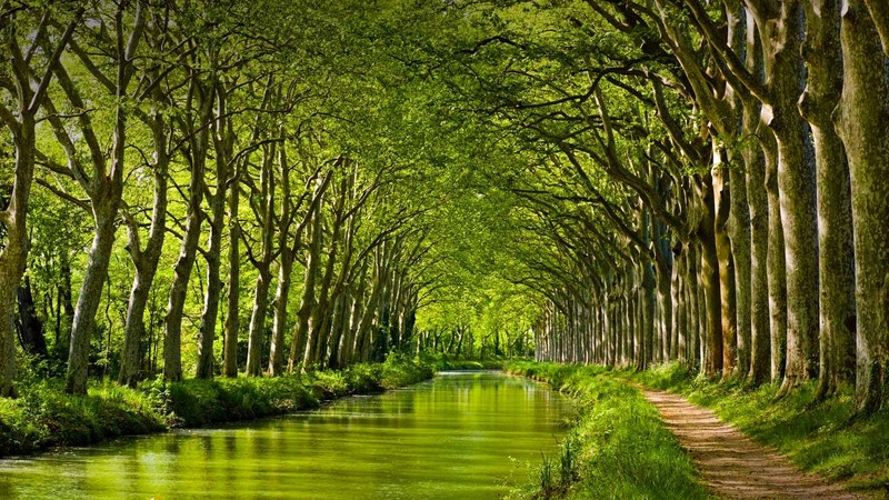 nature, landscape, trees, forest, branch, leaves, France, river, dirt road, grass
