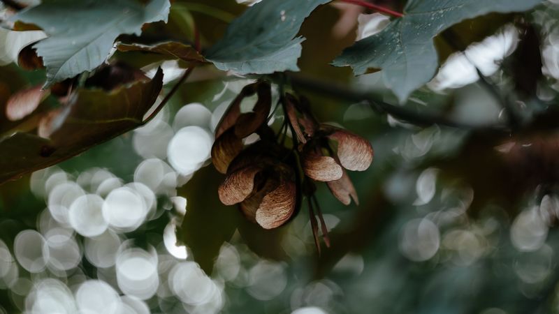 leaves, seeds, maple, branches, blur, bokeh, 4k