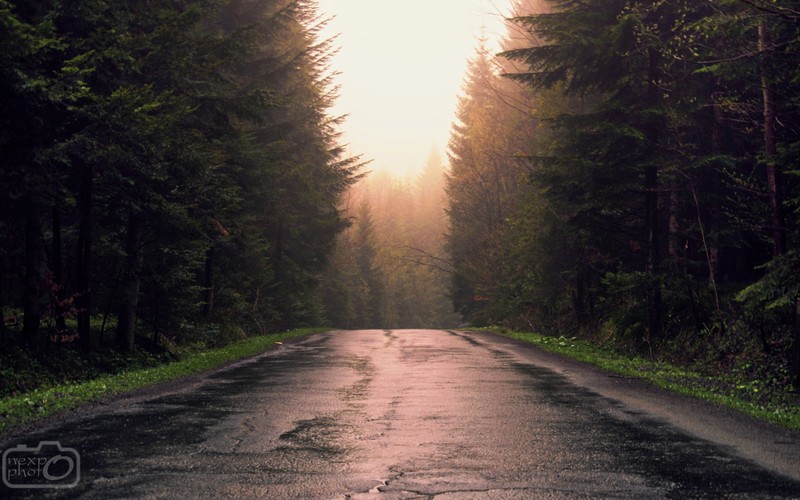 forest, mist, road, path, green, sunlight, landscape