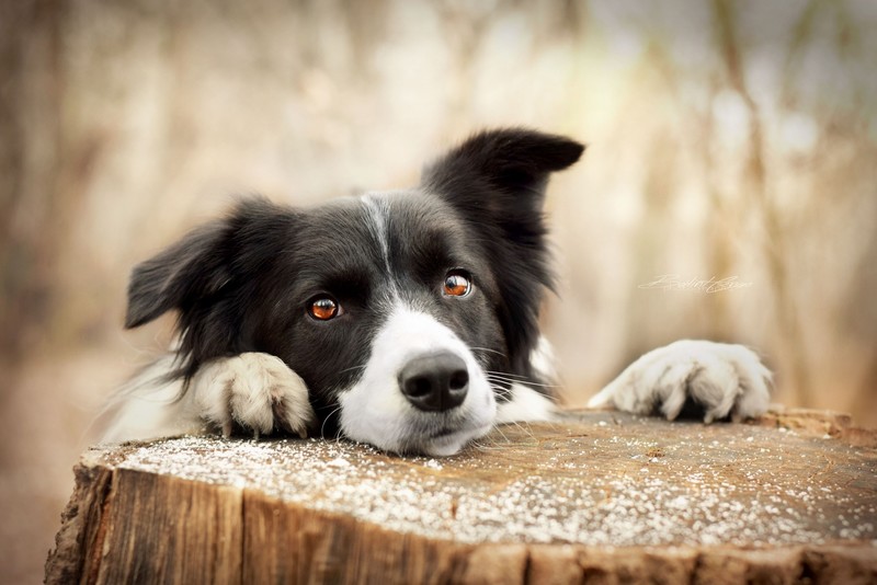 dog, animals, outdoors, wood, Border Collie