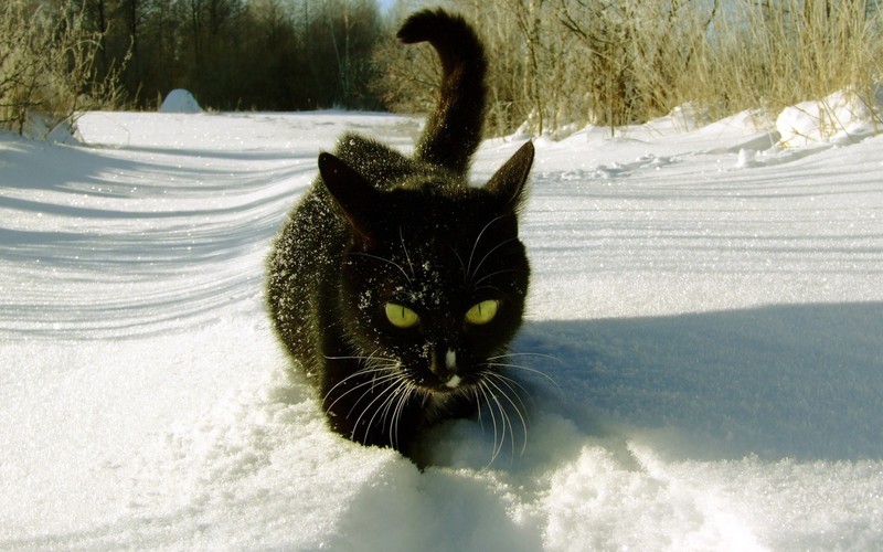 cats, snow, yellow eyes, outdoors, winter