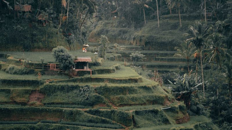 plantation, rice, cascade, trees, palm trees, 4k
