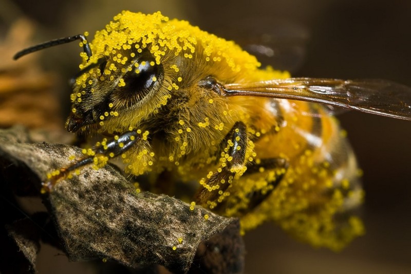 bees, pollen, insect, yellow, animals
