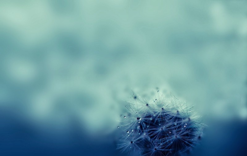 morning, dandelion
