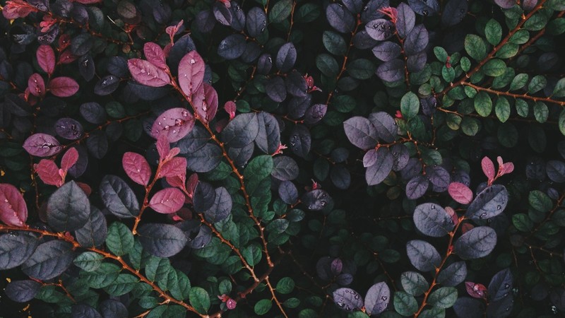 leaves, nature, plants, twigs