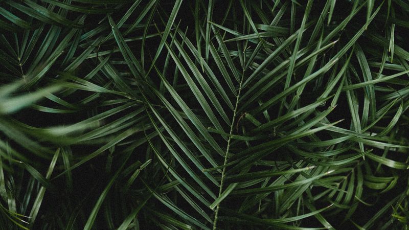 palm, leaves, branches, plant, green, dark, 4k