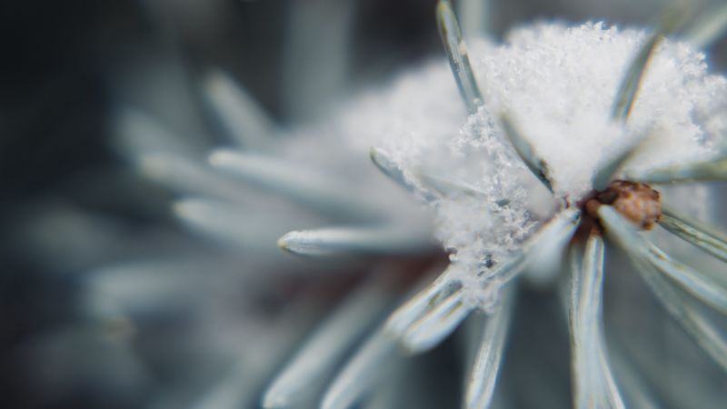tree, branch, snow, needles, macro, 4k