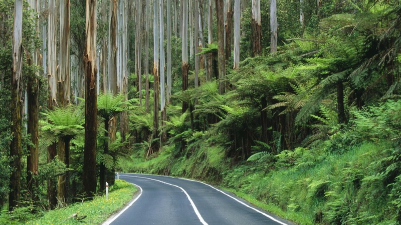 forest, Australia, nature, road