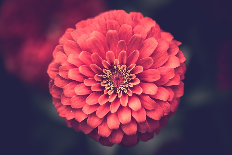 nature, flowers, plants, red flowers