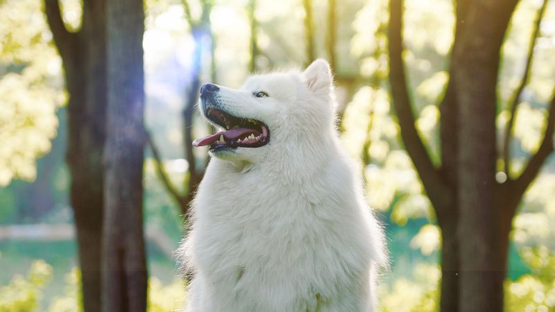 dog, samoyed dog, white, fluffy, protruding tongue, 4k