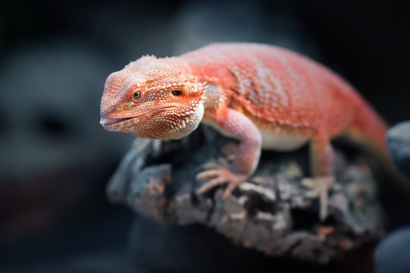 animals, reptiles, blurred, orange, Bearded Dragon