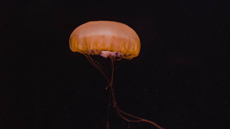jellyfish, yellow, underwater world, dark, depth, 4k