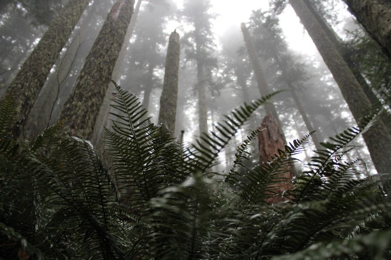 mist, depth of field, pine trees, forest, landscape, macro, blurred