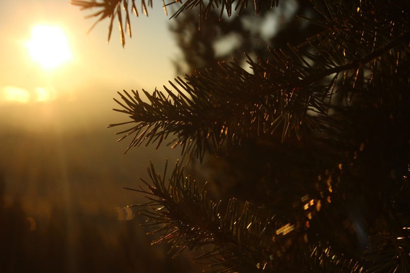 sunlight, macro, pine trees