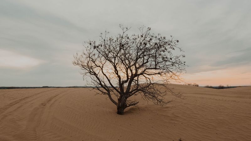 tree, desert, sand, dry, lonely, 4k