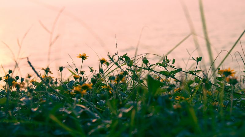 flowers, yellow, grass, plant, greens, 4k