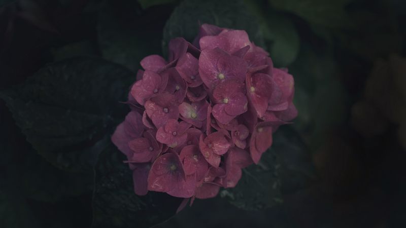 flowers, inflorescence, pink, bloom, plant, 4k