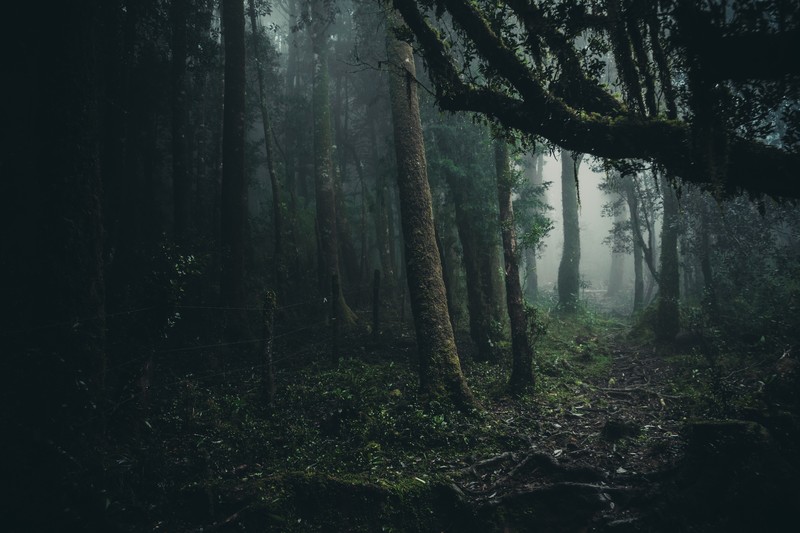 forest, mist, path, fence