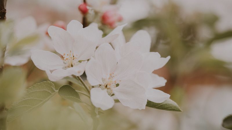 flowers, apple, branches, leaves, bloom, spring, 4k