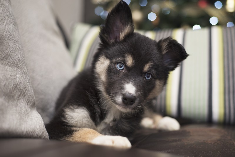 dog, puppies, animals