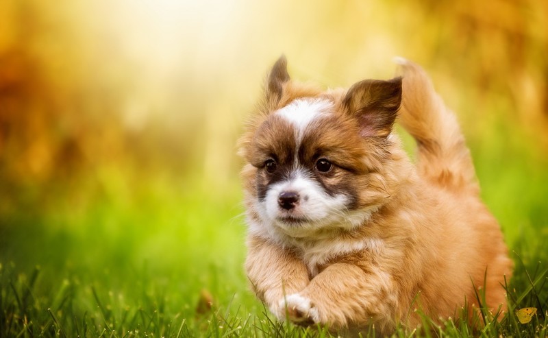 dog, animals, outdoors, grass