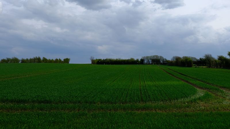 field, grass, horizon, clouds, 4k
