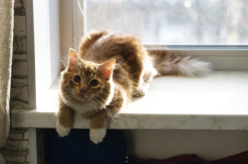 window, animals, cats