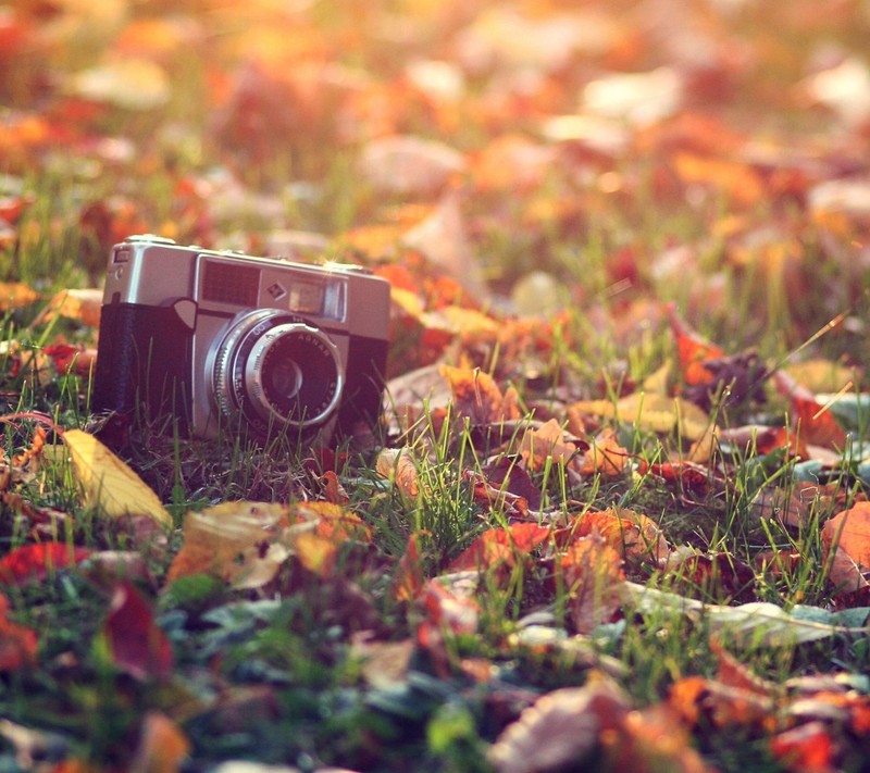 camera, Cosmos (flower), leaves, outdoors, grass