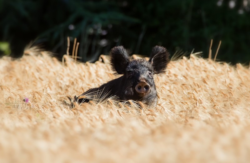 pigs, field, animals