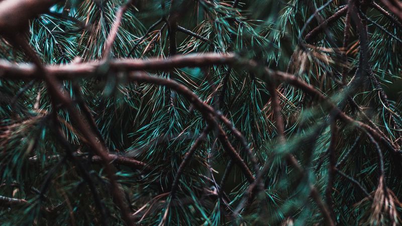 branches, pine, needles, tree, evergreen, 4k