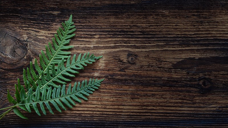 plants, wood, minimalism, leaves