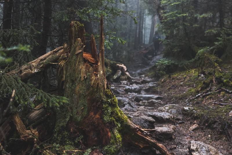 forest, tree stump, path, rock, mist, hiking