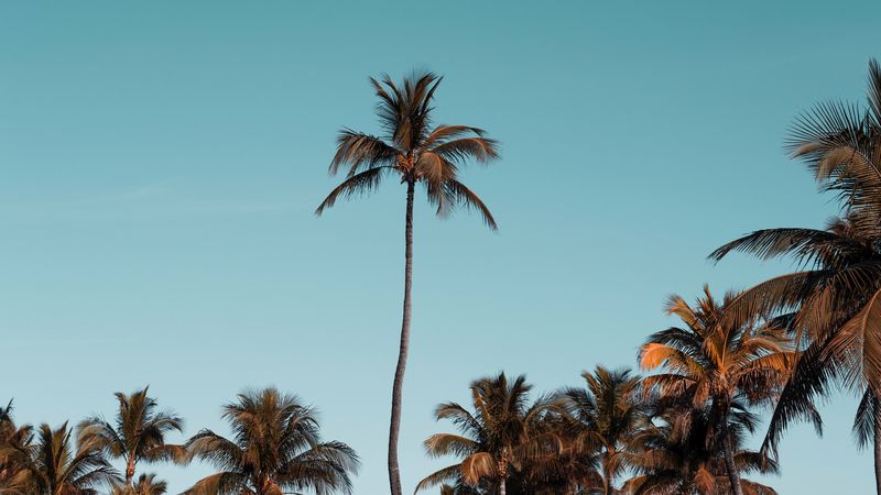 palm trees, trees, crowns, sky, tropical, 4k