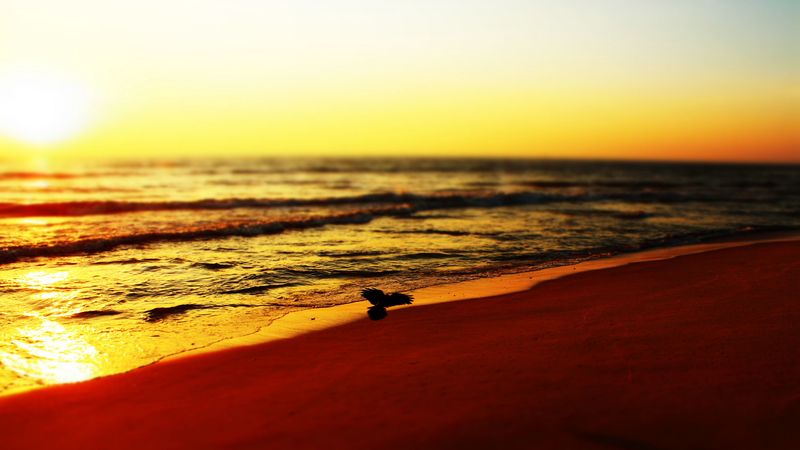 sea, beach, bird, sunset, waves, 4k