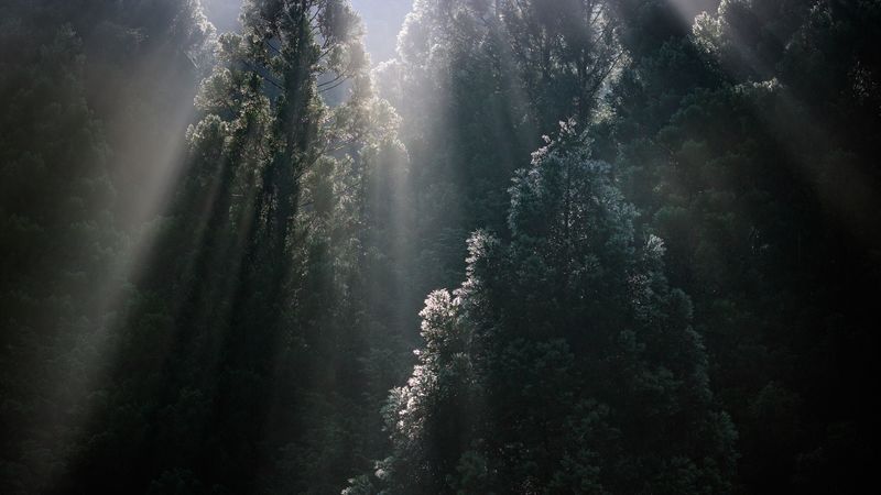 trees, sunrays, fog, forest, tops, 4k