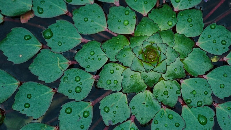nature, plants, water drops, symmetry, green