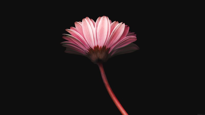 pink flower, minimalism, flowers, simple background, plants, red