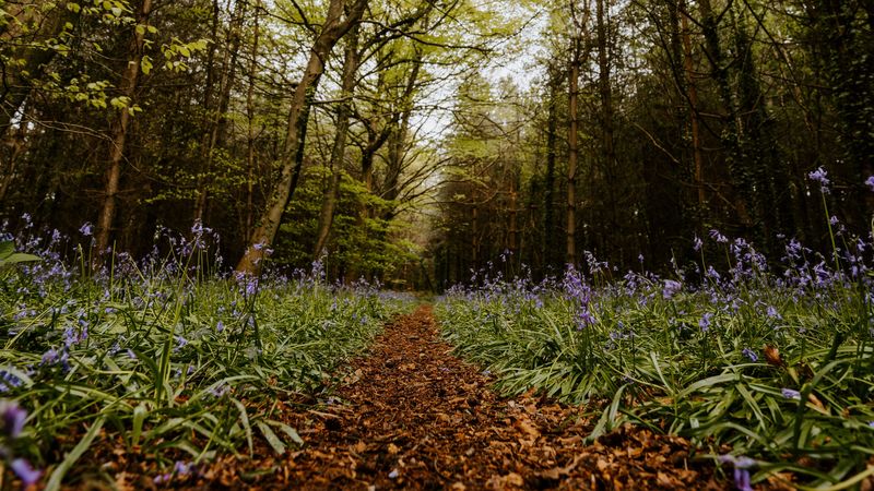 forest, path, spring, flowering, 4k