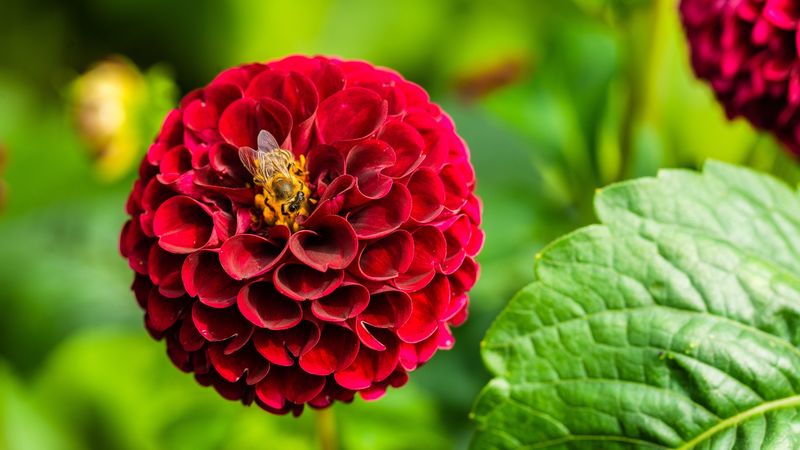 dahlia, flower, bee, red, macro, bloom, 4k
