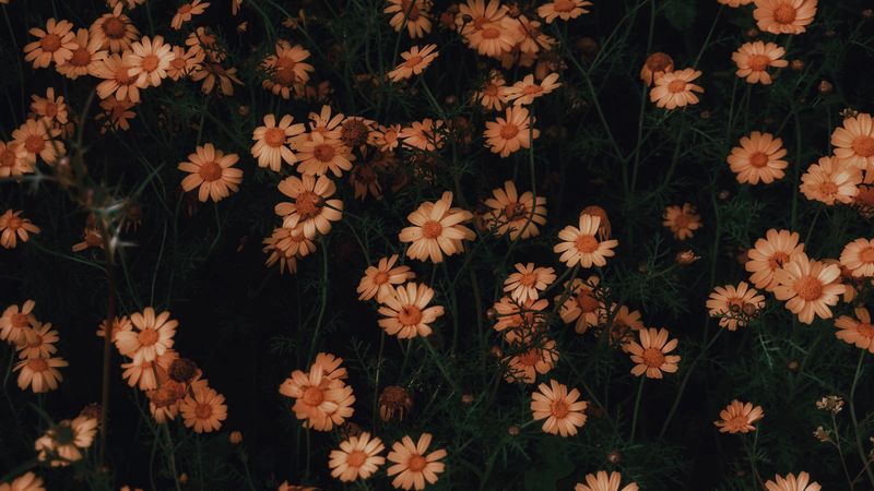 chamomile, flowers, bloom, plant, 4k