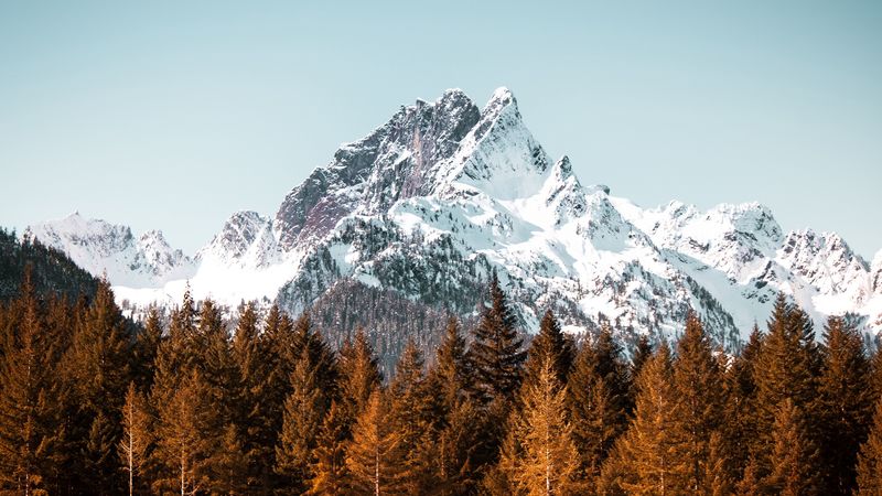 mountain, forest, trees, peak, snowy, 4k